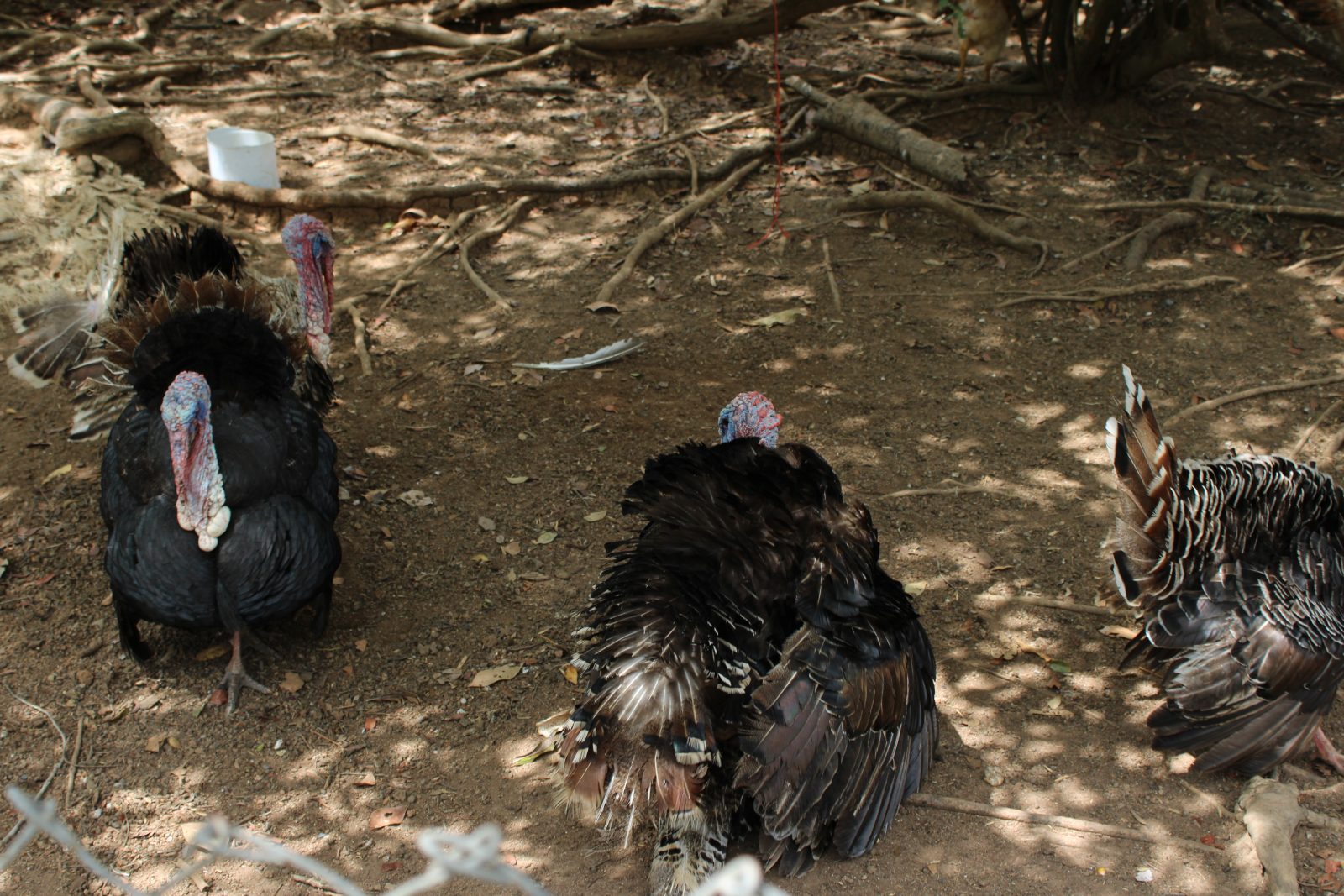 Pavos